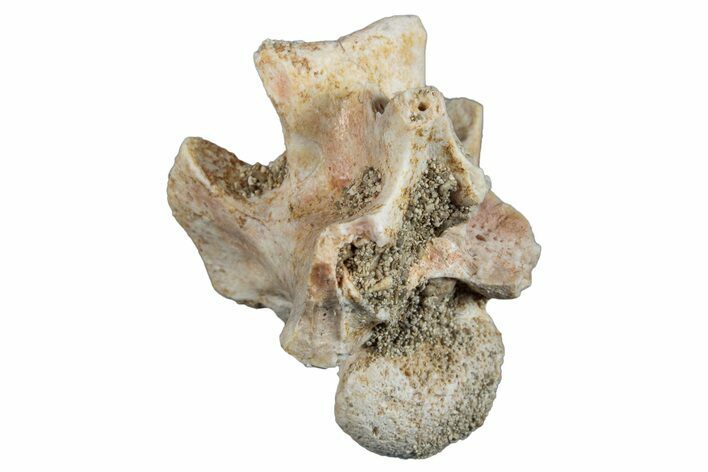 Fossil Sea Snake (Palaeophis) Vertebra - Morocco #277566